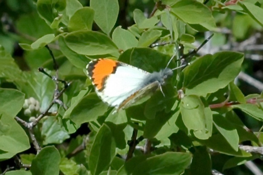 159 Sara Orangetip, 2005-06041653 Boise ID area.jpg - Sara Orangetip (Anthocharis sara). Butterfly. Boise Idaho area, 6-10-2005